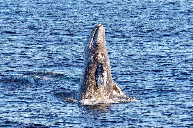Guided Whale Watching Tour from Long Beach - Final Thoughts