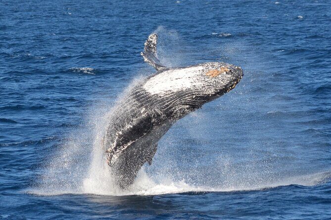 Guided Whale Watching Tour from Long Beach - FAQ