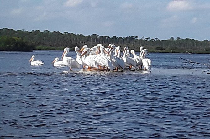 Guided Wildlife Eco Kayak Tour in New Smyrna Beach - FAQs