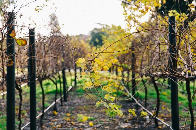 Guided Wine Journey and Discovery Tasting Tour in Adelaide - What to Expect on the Tour