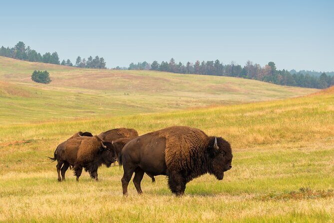Guided Yellowstone Wildlife Tour - A Closer Look at the Tour Itself