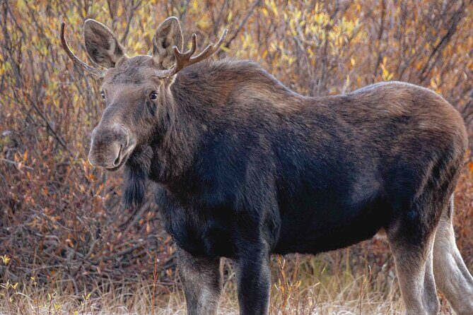 Guided Yellowstone Wildlife Tour - Frequently Asked Questions