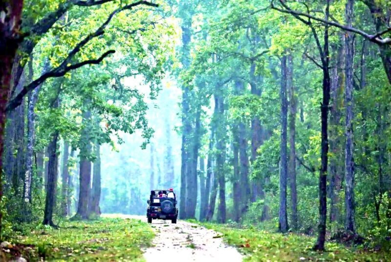 Gujarat: Gir National Park Guided Jeep Safari - Exploring Gir National Park: What You Can Expect