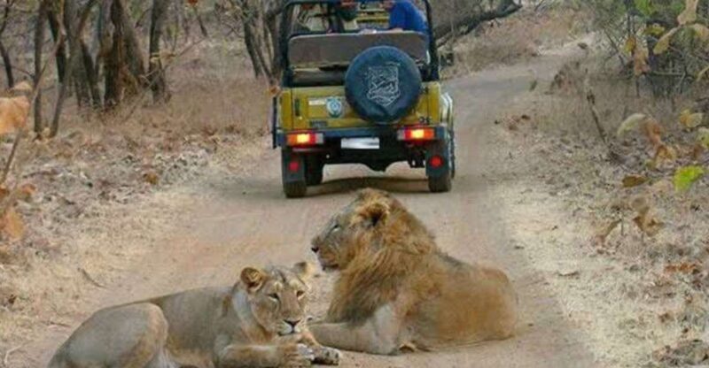 Gujarat: Gir National Park Guided Jeep Safari - Detailed Breakdown of the Experience