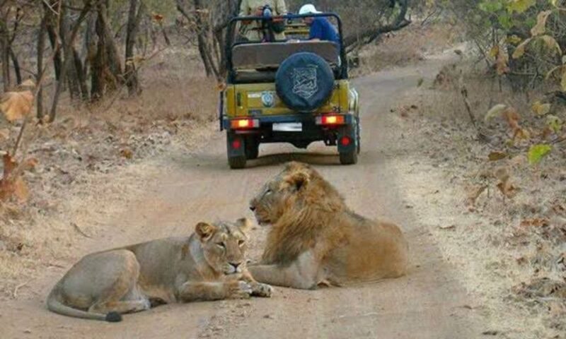Gujarat: Gir National Park Guided Jeep Safari - Final Thoughts on the Value and Suitability