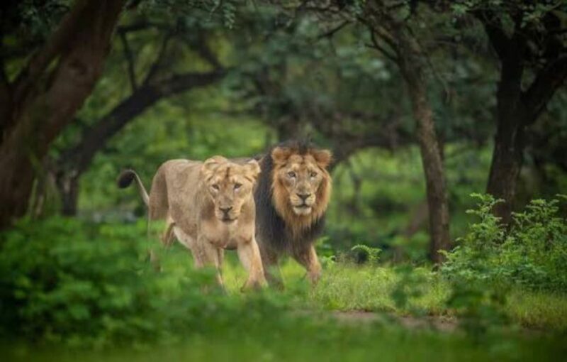 Gujarat: Gir National Park Guided Jeep Safari - FAQs