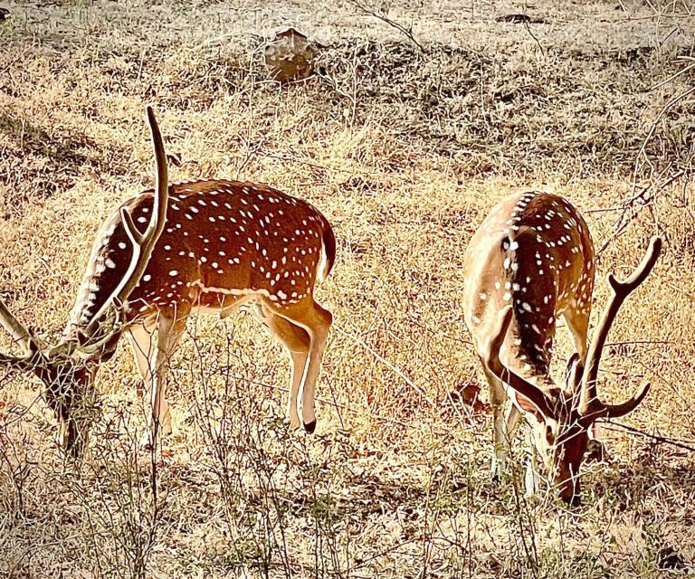 Gujarat: Gir National Park Guided Jeep Safari - Final Words