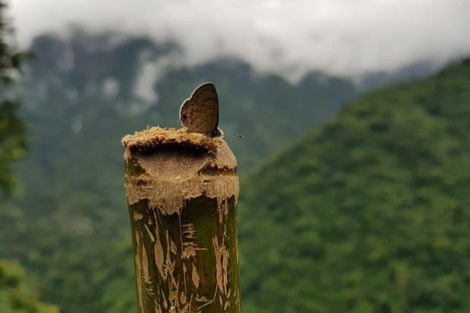 Guwahati Tea Garden tour @ Amchong - Practical Tips for Visitors