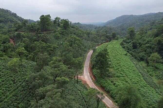 Guwahati Tea Garden Tour with Lunch & Hi Tea (Premium Experience) - Key Points