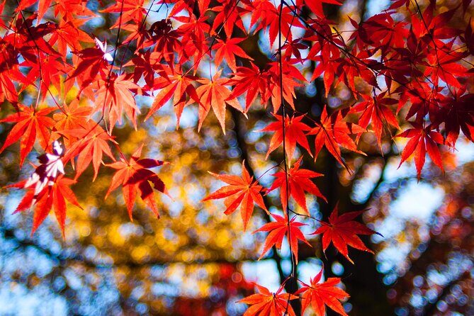 Gyeongju Maple Tour from Busan - Transportation, Group Size, and Pace