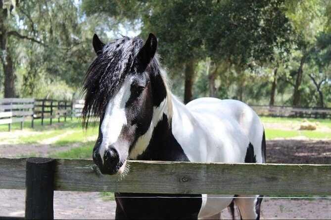 Gypsy Gold Horse Farm Tour - The Itinerary in Detail: What Makes Each Part Special