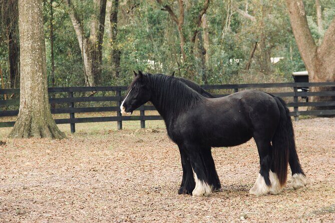 Gypsy Gold Horse Farm Walking Tour - An In-Depth Look at the Gypsy Gold Horse Farm Walking Tour
