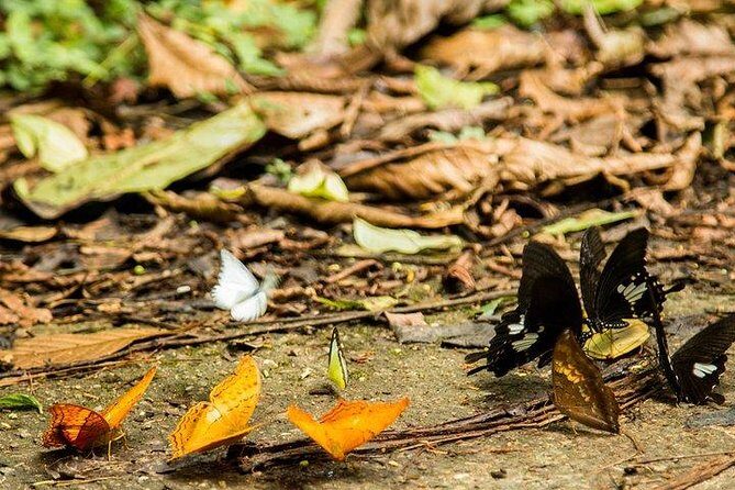 Ha Noi: Full-day Cuc Phuong National Park Eco-adventure - The Forest’s Living Museum