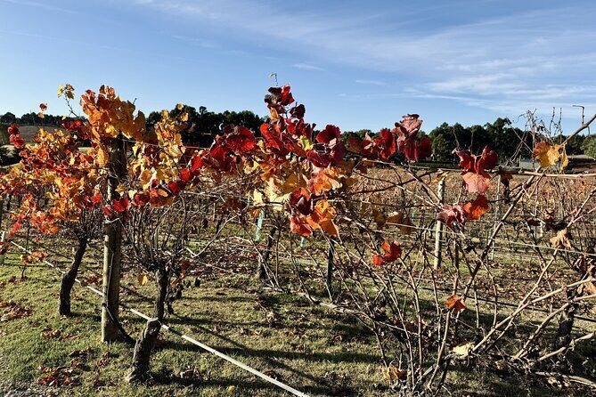 Hahndorf Private Day Tour with Wine Tastings in Adelaide Hills - FAQ