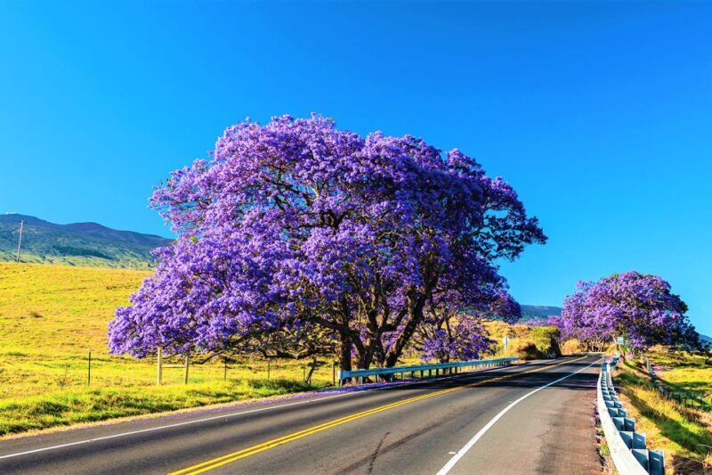 Haleakala Daytime Self-Guided Express Bike Tour w/ Bike Maui - FAQs