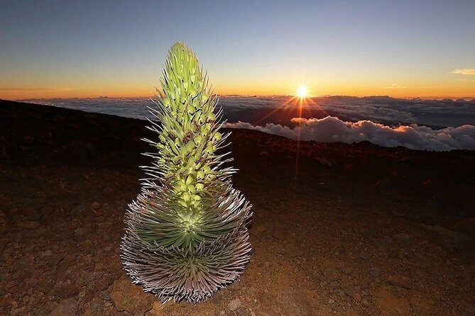 Haleakala Maui Sunset Twilight Tour with Dinner - Practical Tips for Your Trip