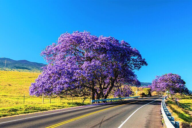 Haleakala Morning Best Guided Bike Tour with Bike Maui - Weather Considerations and Booking Tips