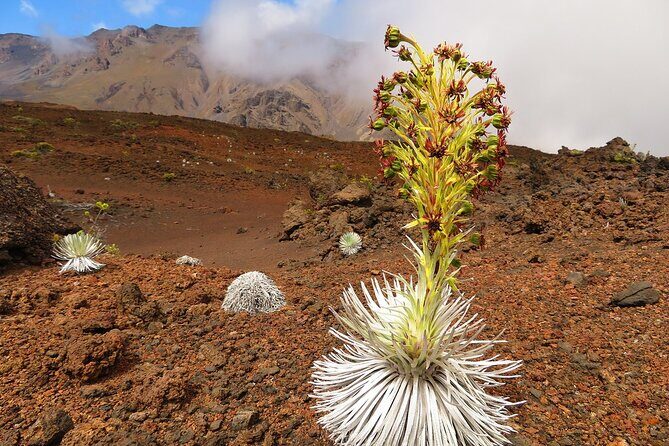 Haleakala Sunrise Best Self-Guided Bike Tour - Final Thoughts: Who Should Consider This Tour?