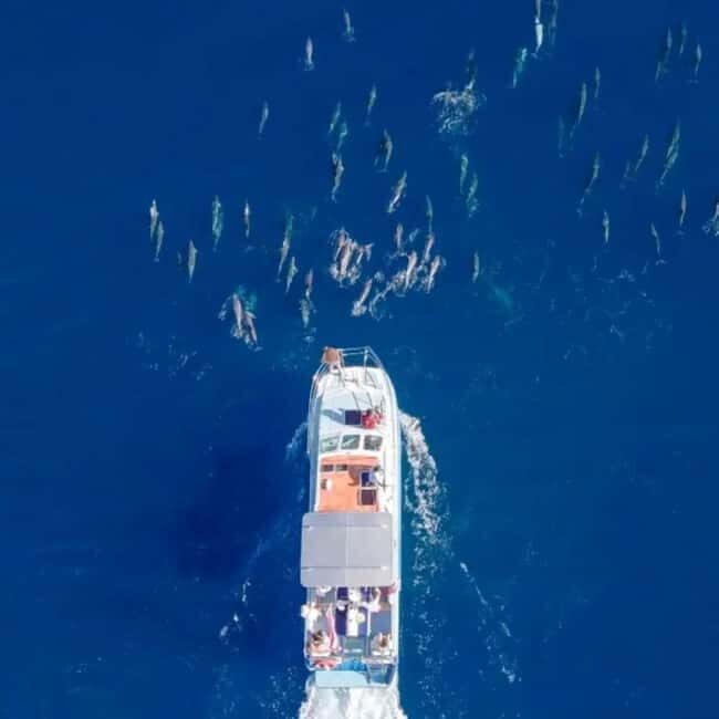 Haleiwa: North Shore Whale Watching Tour by Catamaran - Experience Details