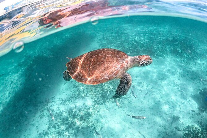 Half a Day Snorkeling with Sea Turtles Encounter and Free time - Overview of the Experience