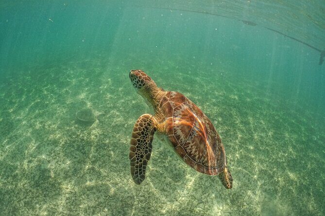 Half a Day Snorkeling with Sea Turtles Encounter and Free time - Who Should Consider This Tour?