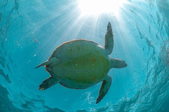 Half a day Tour to Cenote and Sea Turtles Encounter in Akumal Bay - The Sum Up: Who Is This Tour Best For?