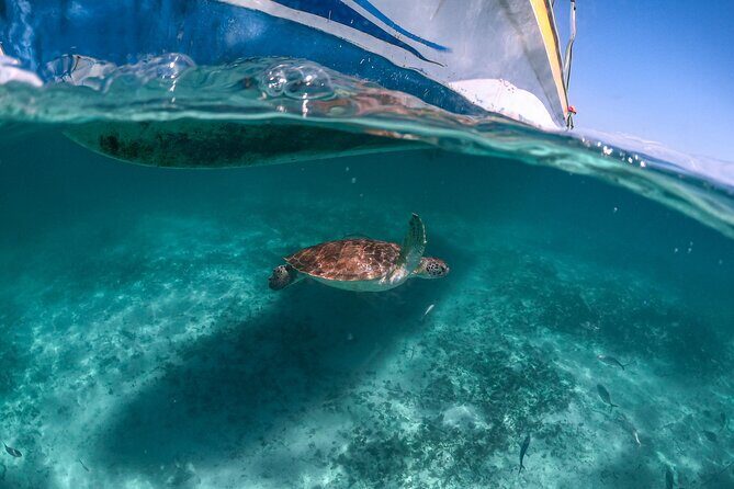 Half a day Tour to Cenote and Sea Turtles Encounter in Akumal Bay - FAQ