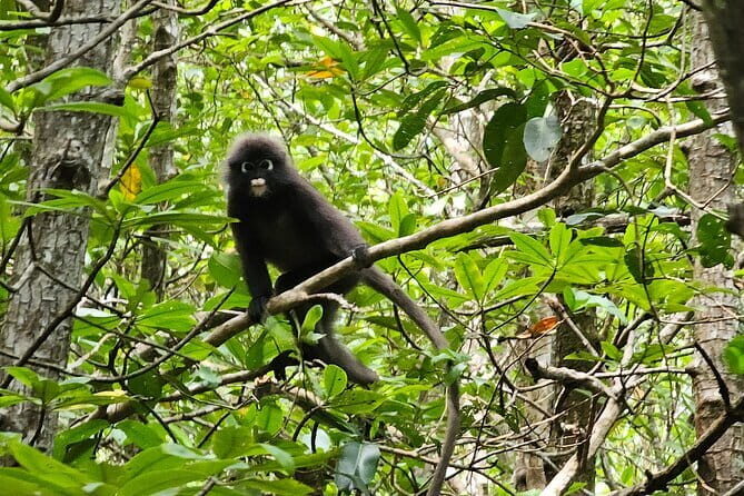 Half-day 4 Hours Kilim Mangrove Kayaking (Without hotel pickups) - The Itinerary: What to Expect