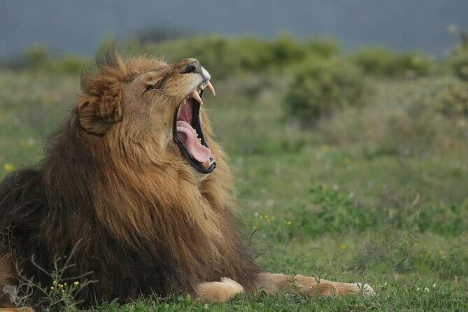 Half-Day Addo Elephant National Park - A Closer Look at the Experience