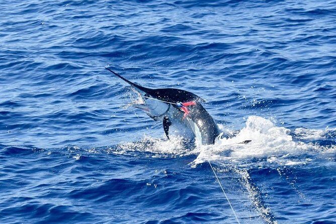 Half Day Afternoon Angler Charter - An Introduction to the Big Island Fishing Adventure