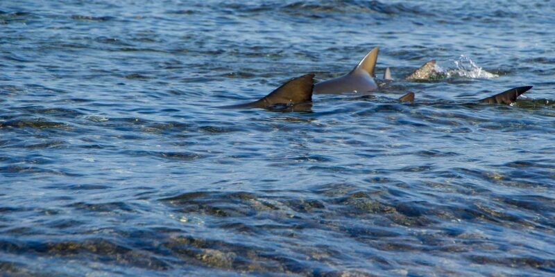 half-day all-inclusive excursion Salinas, Shark Bay Blue Eye - Practical Tips for Travelers