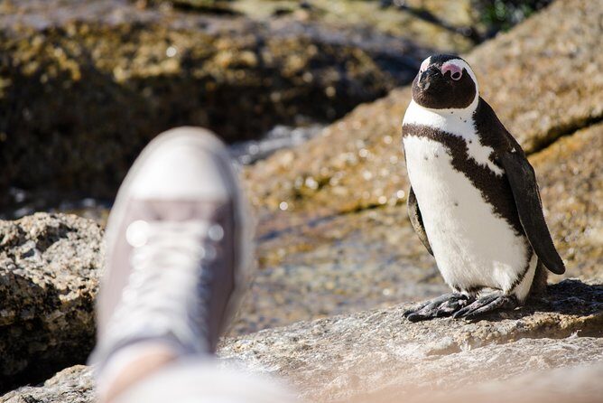 Half day am or pm Boulders Beach & Penguins with visit to Cape Point Great tour - A Deep Dive into the Experience