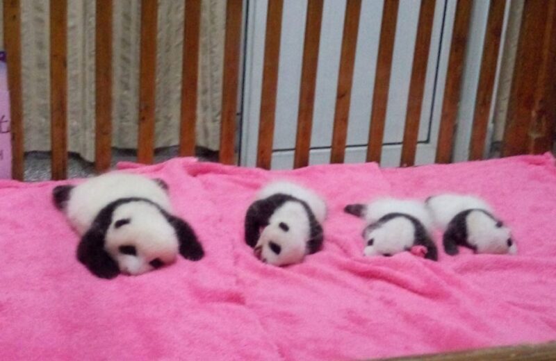 Half Day Amazing Chengdu Panda Base Trip - Introduction