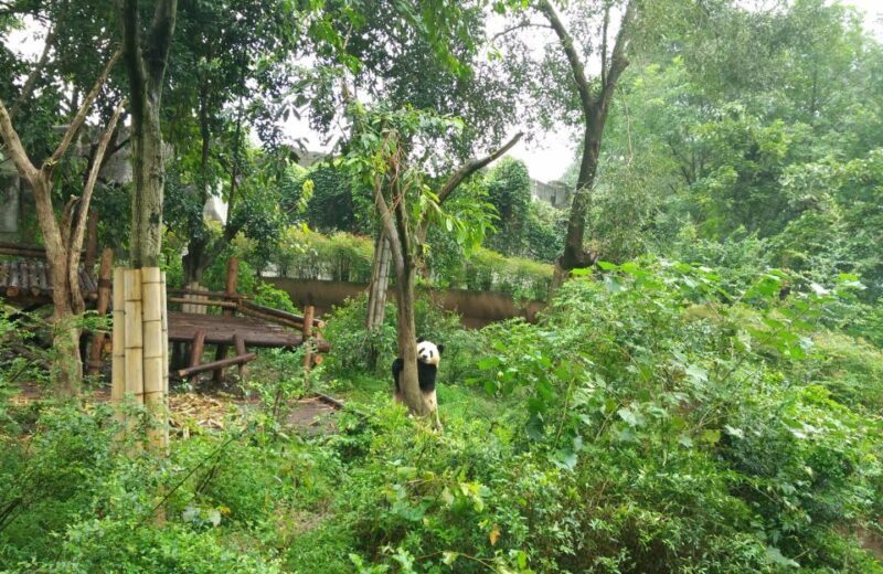 Half Day Amazing Chengdu Panda Base Trip - The Experience in Detail