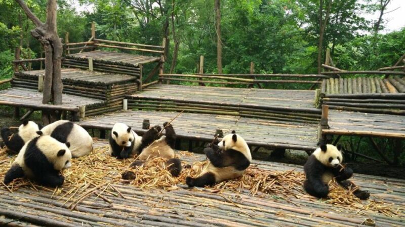 Half Day Amazing Chengdu Panda Base Trip - Who Is This Tour Best For?