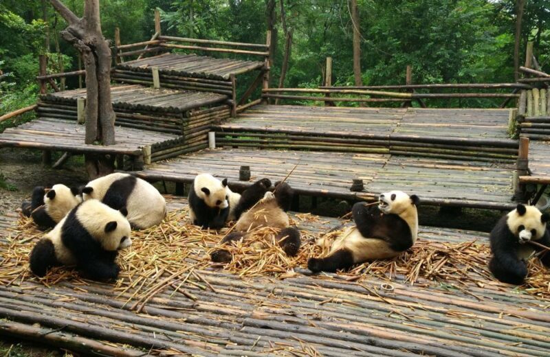 Half Day Amazing Chengdu Panda Base Trip - The Sum Up
