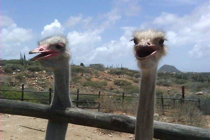 Half-Day Aruba Animal Sanctuary Guided Tour - An In-Depth Look at the Experience