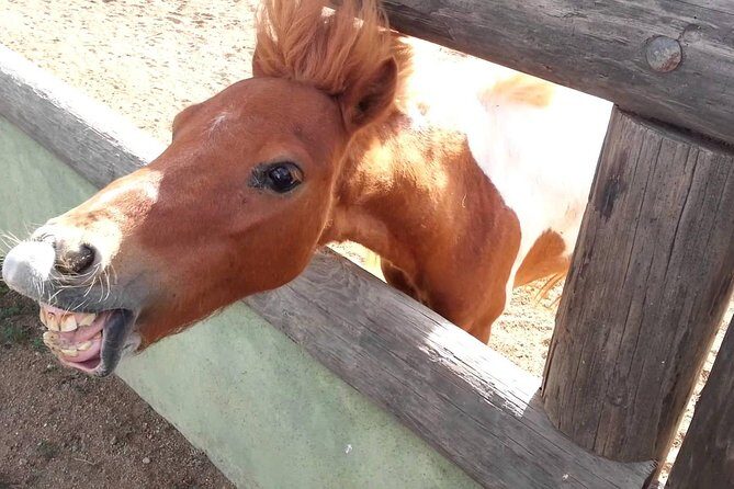 Half-Day Aruba Animal Sanctuary Guided Tour - Who Will Love This Tour?