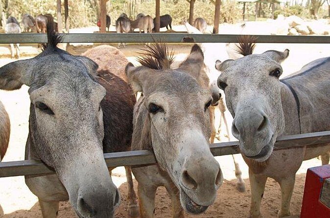 Half-Day Aruba Animal Sanctuary Guided Tour - Final Thoughts: Is It Worth It?