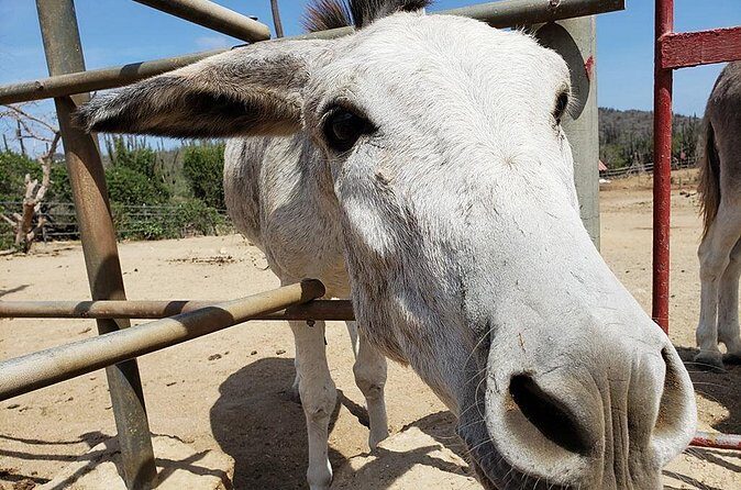 Half-Day Aruba Animal Sanctuary Guided Tour - Who Should Book?