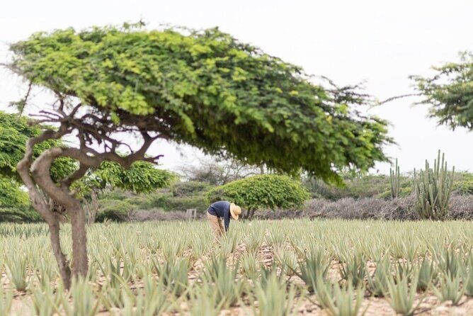 Half-Day Aruba Sightseeing Tour & Beach in an Air-condition Bus - The Experience of the Guide