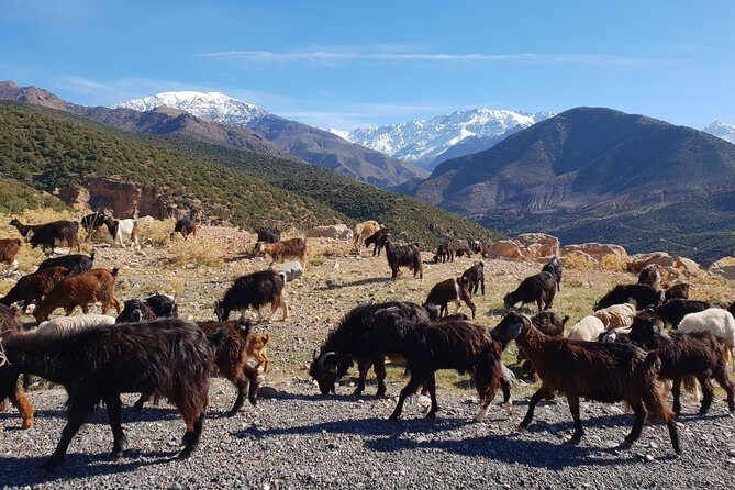 Half-Day Atlas Mountains Tour From Marrakech - FAQ