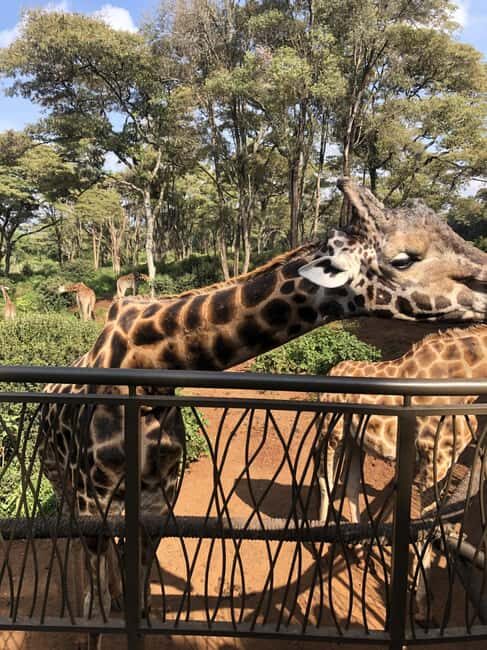 Half Day Baby Elephants,Giraffe Center & Karen Blixen Museum - Introduction