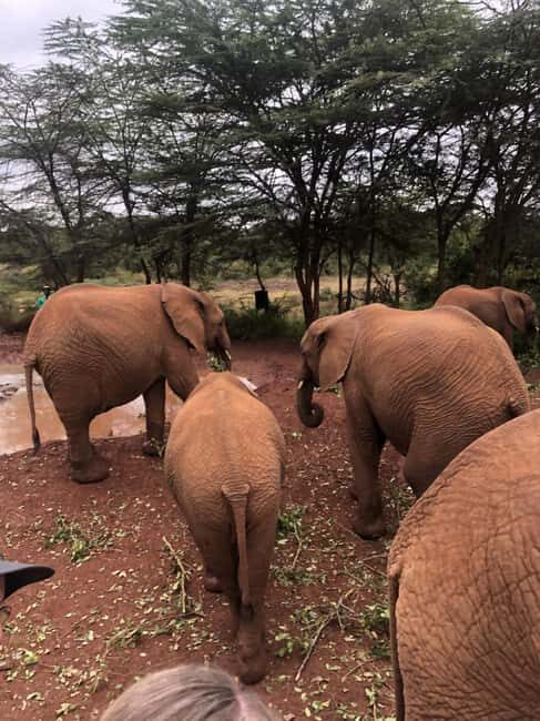 Half Day Baby Elephants,Giraffe Center & Karen Blixen Museum - Key Points