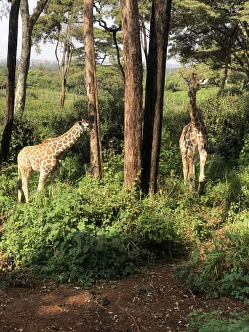 Half Day Baby Elephants,Giraffe Center & Karen Blixen Museum - The Giraffe Center Experience