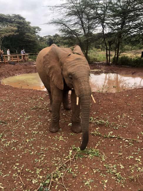 Half Day Baby Elephants,Giraffe Center & Karen Blixen Museum - The Karen Blixen Museum: A Touch of History