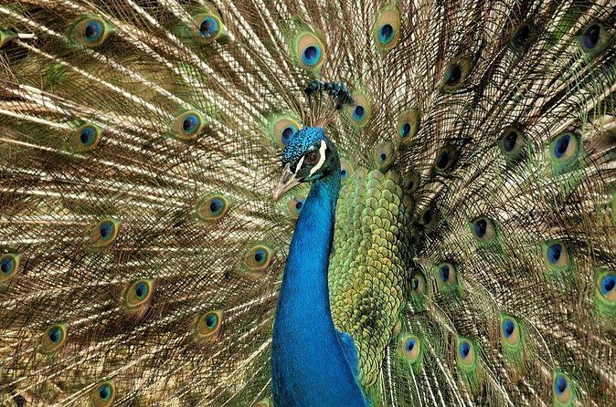 Half-Day Barbados Caves and Critters Tour with Pick Up - Who Should Consider This Tour?