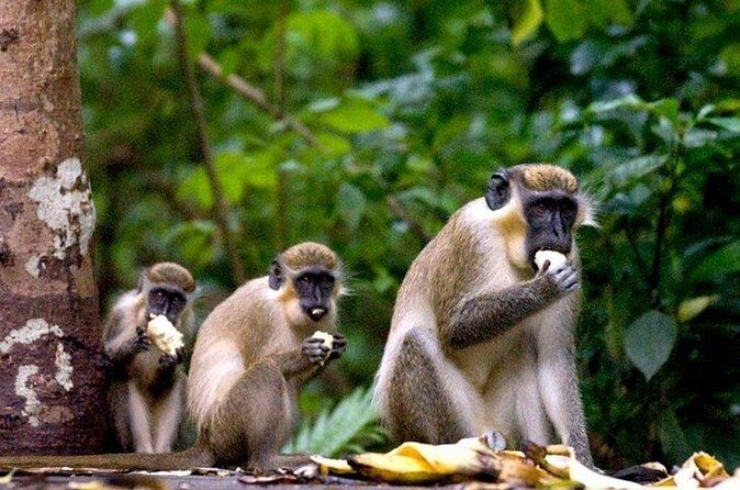 Half-Day Barbados Caves and Critters Tour with Pick Up - The Sum Up