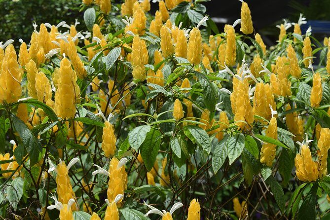 Half-Day Barbados Tour Harrisons Cave Hunte's Garden and Bathsheba - What to Expect & Practical Tips