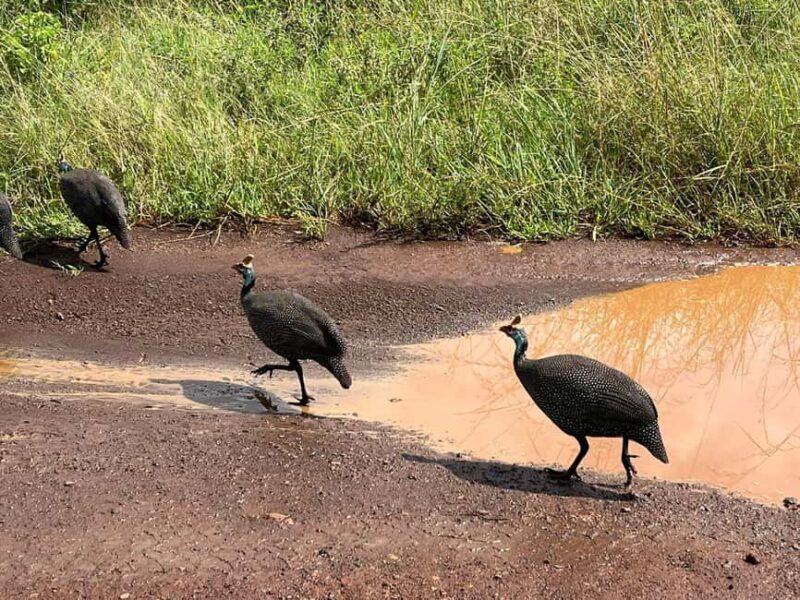 Half Day Bird Watching Tour Nairobi National Park - Key Points